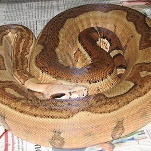 Macho Salmon Jungle.jpg