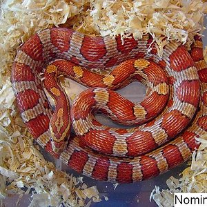 Nominal hembra 1.JPG