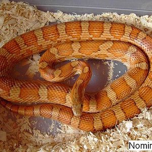 Nominal hembra 2.JPG