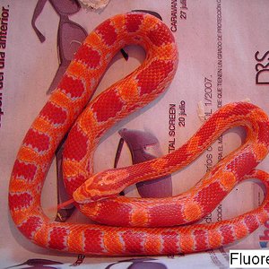 fluorescent oranger 1.JPG