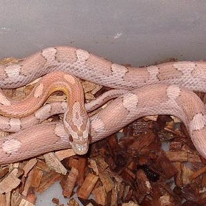 motley ghost  mayo'09.jpg