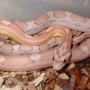 motley ghost detalle mayo'09.jpg