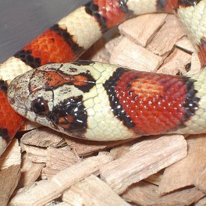 Thayeri cabeza mayo'09.jpg