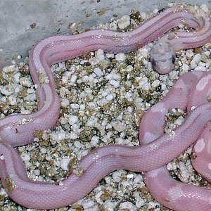 Ultramel anery striped.jpg