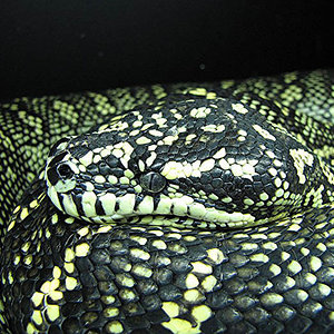 DxJm2head09 copia.jpg