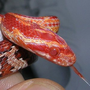 Copia de DSCN7283.JPG