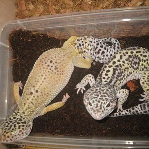 durmiendo la mona.JPG