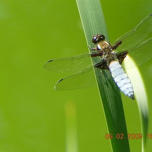 bichos 266 (Large).jpg