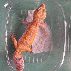 hybino tangerino.JPG