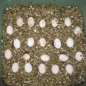 super orange x blood orange crawley red.JPG