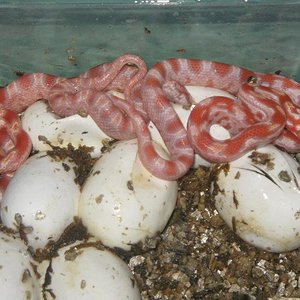 eclosion snow x candy las primeras.JPG