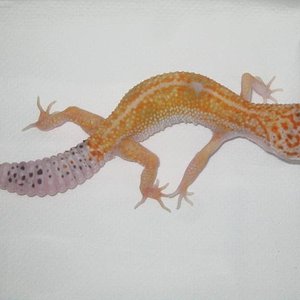 tangerine enigma.JPG