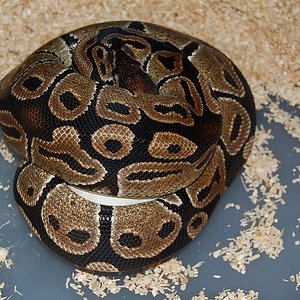 nominal X pinstripe 1.jpg