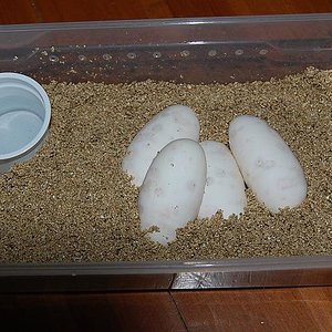 nominal X pinstripe2.JPG