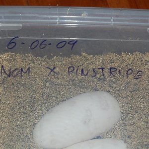 nominal X pinstripe3.JPG