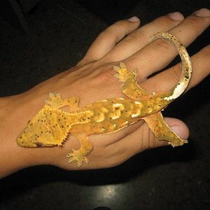 naranjita dalmata.JPG