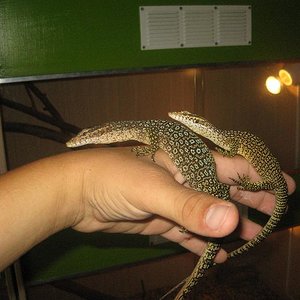 varanus timoriensis pareja.JPG
