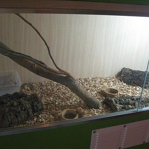 terrario timorensis.JPG