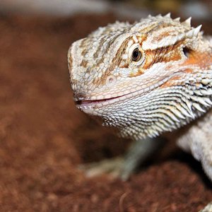 Saphira Cabeza reducida.jpg