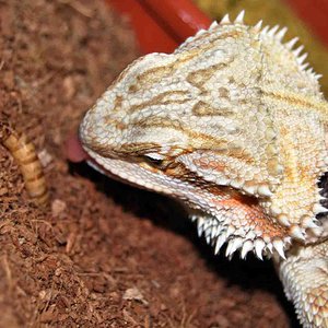 Saphira de Cazeria reducida.jpg