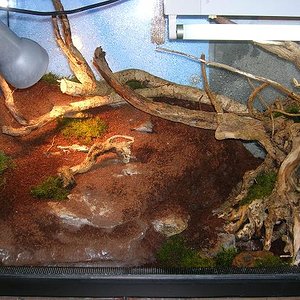 terrario alberttoo4.jpg