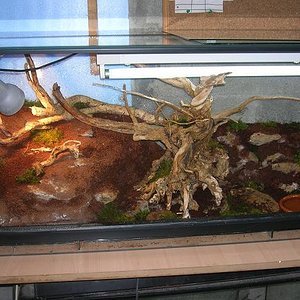 terrario alberttoo1.jpg