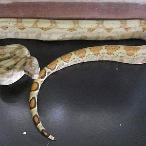 Hogg Island2 Male.JPG