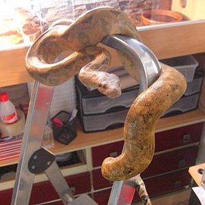 hogg island female.JPG