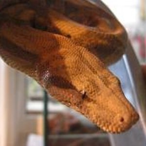 hogg island female cabeza2.JPG