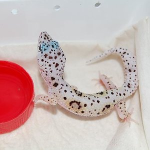 Mack Snow Enigma poss het raptor 2.JPG