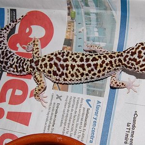 Mack Snow het raptor1.JPG