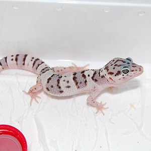 Mack Snow het raptor 2.JPG