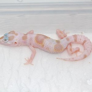 Mack Snow tremper enigma het raptor.JPG