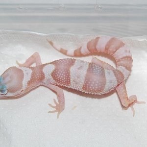 Mack Snow tremper het raptor.JPG