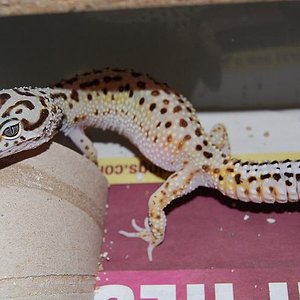 Emerine Striped het eclipse.JPG