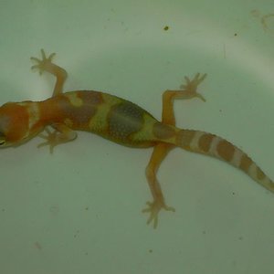 Raptor_banded [640x480].JPG