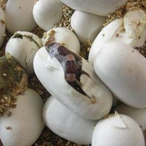 eclosion puesta guttatas 2009 1.JPG