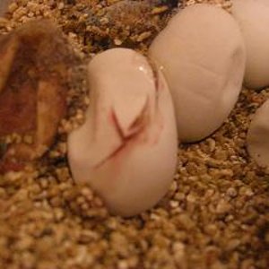 eclosion puesta guttatas 2009 2.JPG