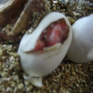 eclosion puesta guttatas 2009 cabezita.JPG