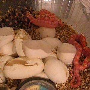 eclosion puesta guttatas 2009 fuera 1.JPG