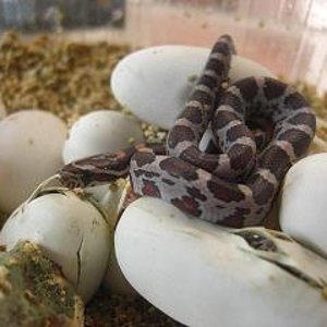 eclosion puesta guttatas 2009 fuera 2.JPG