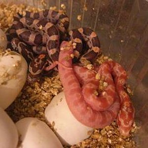 eclosion puesta guttatas 2009 fuera 3.JPG