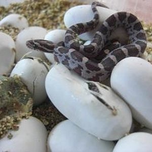 eclosion puesta guttatas 2009 fuera 4.JPG