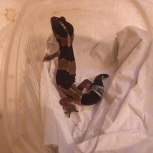 hemi recien llegado.JPG