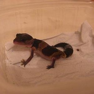 hemi recien llegado 2.JPG