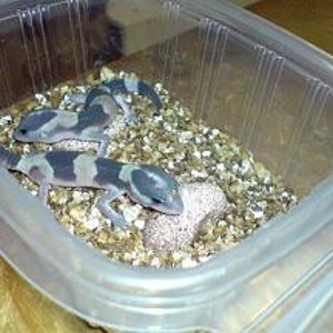 hemis al poco de nacer.JPG