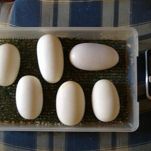 DSCF4948 (Medium).JPG