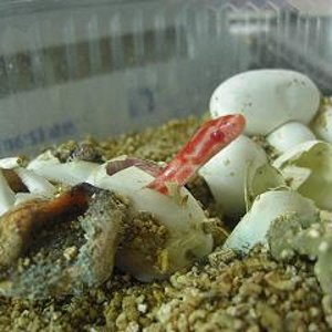 eclosion puesta guttatas 2009 5.JPG