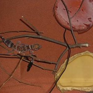 milii recien llegado terrario 1.JPG