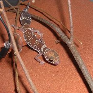 milli recien llegado terrario.JPG